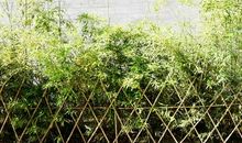 草长莺飞时_350字