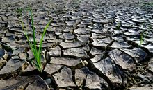 病树前头万木青_1200字