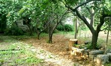 初二状物作文：久违了，故乡的树_900字