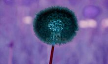初二状物作文：自由的蒲公英_750字