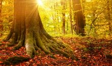 秋天，与阳光亲近_800字