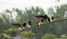 小燕子历险记_1200字