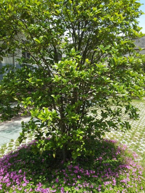 桂花树在记忆中