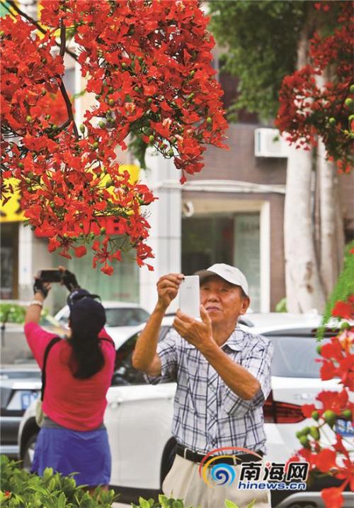 盛开的凤凰花，就像它是_800字