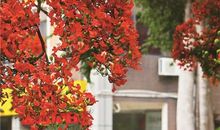 朵朵凤凰花，如约而至_800字