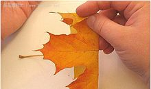 [PK赛]关于陪伴的作文：夹在书里的枫叶_250字