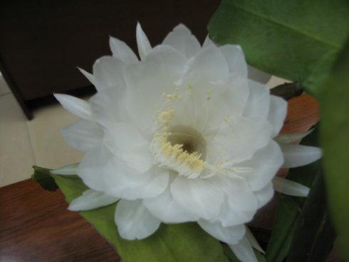 威胁组成：昙花_550字