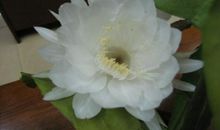 初三状物作文：昙花一现_550字