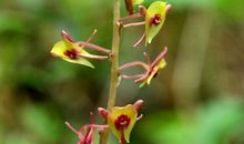 初三状物作文：怒放的生命—野花_650字