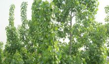 初三状物作文：无私的杨树_550字