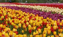 初三状物作文：我的水果郁金香_450字