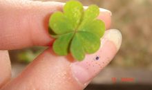 四叶草——幸福_300字