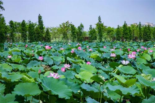 访问华阳湖