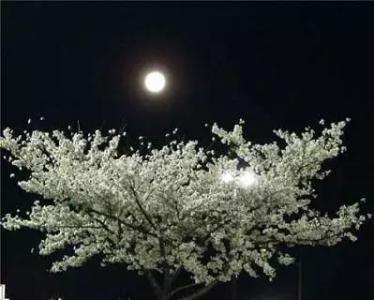 中秋节诗歌：天柱寺8月15日夜桂扎_50字