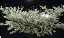 中秋节诗词：天竺寺八月十五日夜桂子_50字