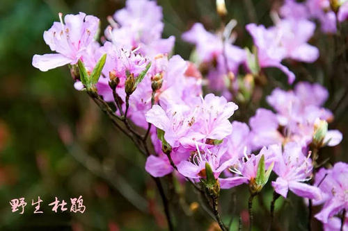 令人难忘的清明节