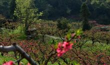 美丽的桃花山_500字