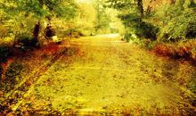 路上的风景（六）_800字