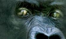 在“猩猩”的世界_350字