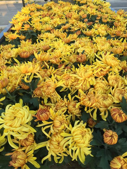 菊花SEAR STYLE _650字