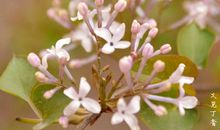 又见丁香花开_1000字