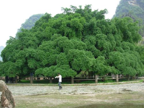 大榕树在公园