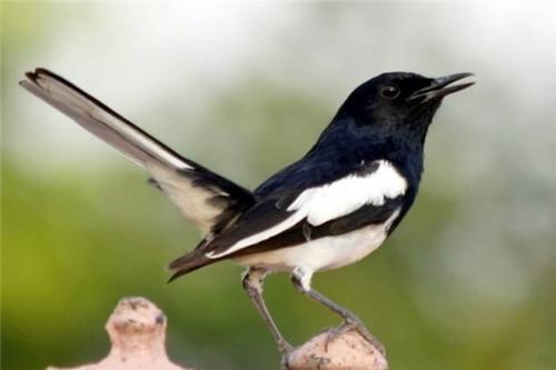 sparrow_400字