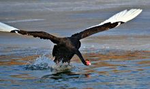 折断翅膀，并不代表不再飞翔_800字