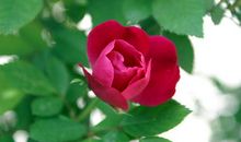 花未开全月未圆_350字