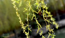 [春天来了]柳枝_250字