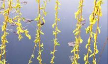 [春天来了]犹记春_100字