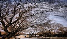 冬天的雨作文_1000字