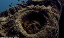 礁石的感悟_450字