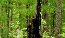 在路上（4）_550字