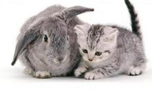 猫和兔子的对话_350字