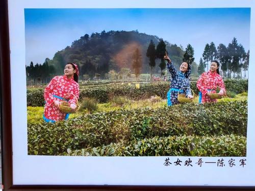 家乡的茶文化