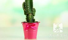 长篇连载 不扎人的仙人掌（1）_1000字