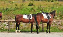 关于马的作文：双胡岭马场骑马记_1000字