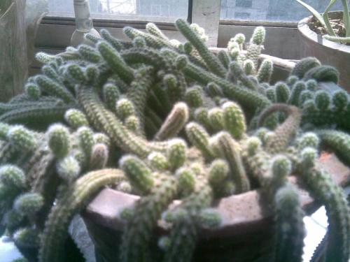 仙人掌长期（9）_1200字