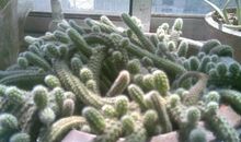 长篇连载 不扎人的仙人掌（9）_1200字