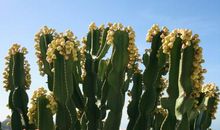 长篇连载 不扎人的仙人掌（8）_1200字