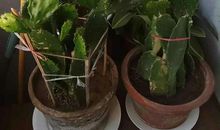 长篇连载 不扎人的仙人掌（2）_1000字