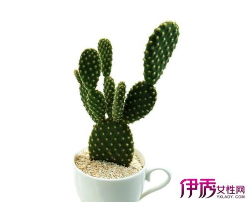仙人掌长期（5）_1200字