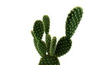 长篇连载 不扎人的仙人掌（5）_1200字