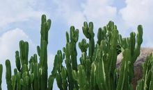 长篇连载 不扎人的仙人掌（11）_1200字