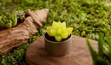 长篇连载 不扎人的仙人掌（3）_1200字