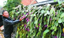 长篇连载 不扎人的仙人掌（10）_1200字