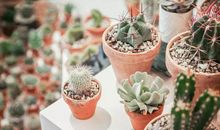 长篇连载 不扎人的仙人掌（7）_1200字