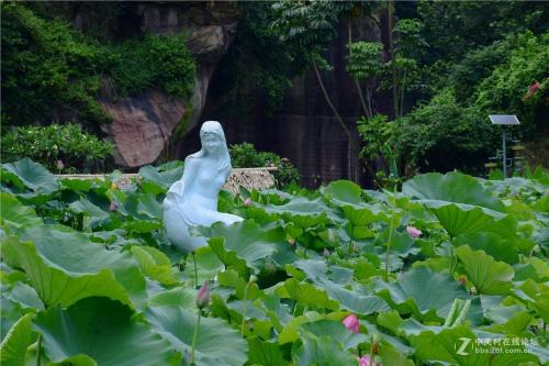 最美丽的莲花，“醉酒”中莲山_800字