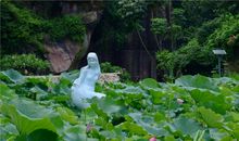 最美莲花，“醉”美莲花山_800字